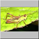 Chorthippus parallelus - Gemeiner Grashuepfer m02 Tongrube OS-Wallenhorst.jpg